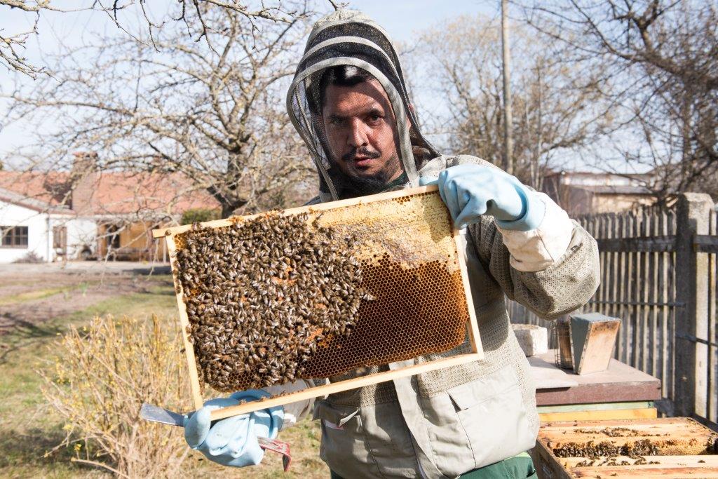 Erfolgsgeschichte: Imker mit Bienenwabe und Bienen in der Hand.