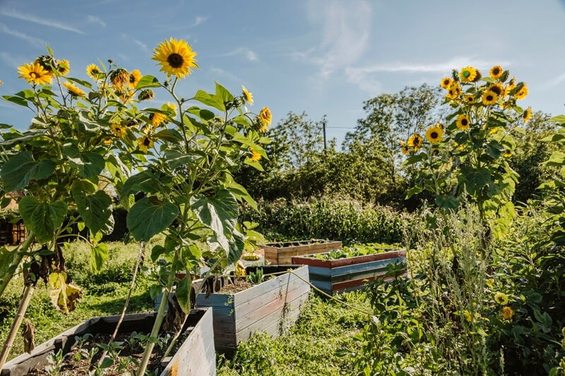 Gärtnerei am Hart: Sonnenblumen und Hochbeete