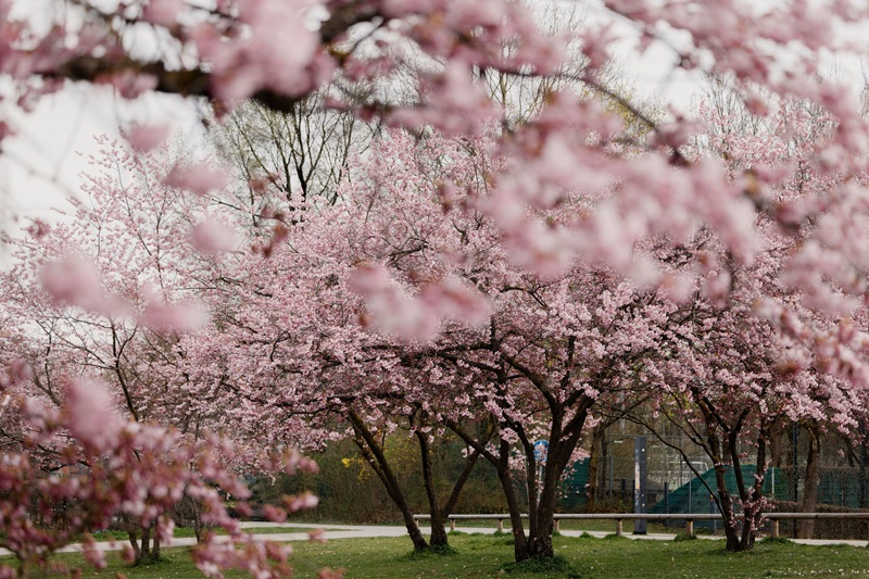 Park mit rosablühenden Bäumen