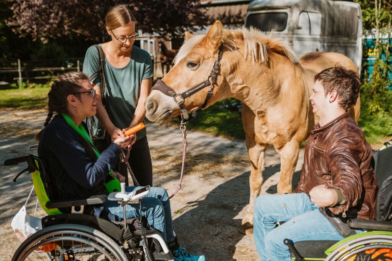 Drei Personen füttern ein Pferd
